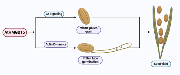 seed formation identified